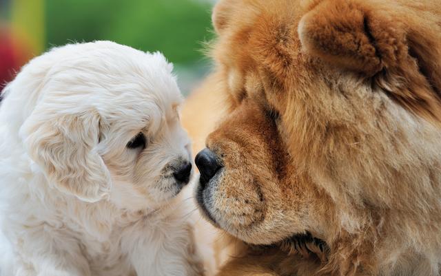 松狮犬都有什么颜色的图片,松狮犬都有什么颜色的狗