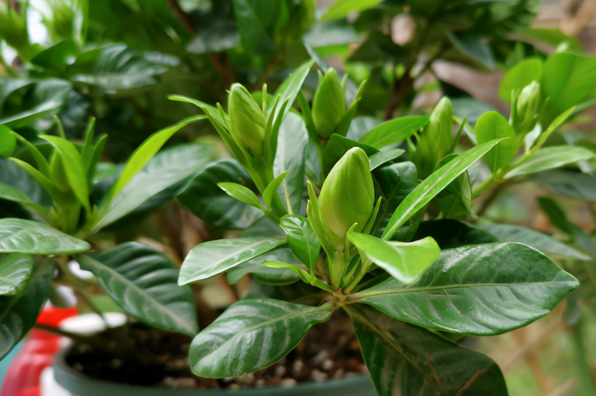 栀子花的花苞打不开就落了,栀子花的花苞不开叶子变黄