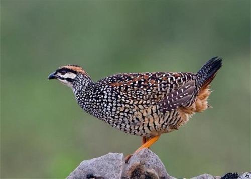 鹧鸪的饲养管理都需要注意什么，养殖利润高不高