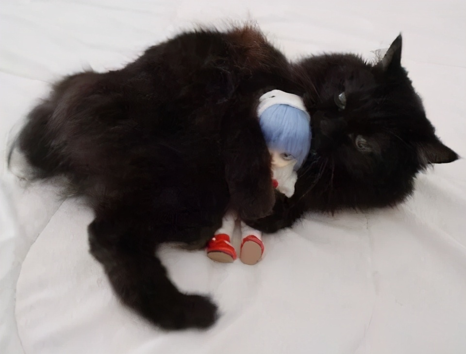 在路上捡回来的流浪猫给它洗澡,救助的流浪猫生病自己无能为力