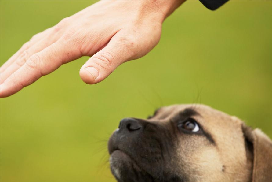 经常打狗狗会有这些后果,经常打狗狗好不好呀