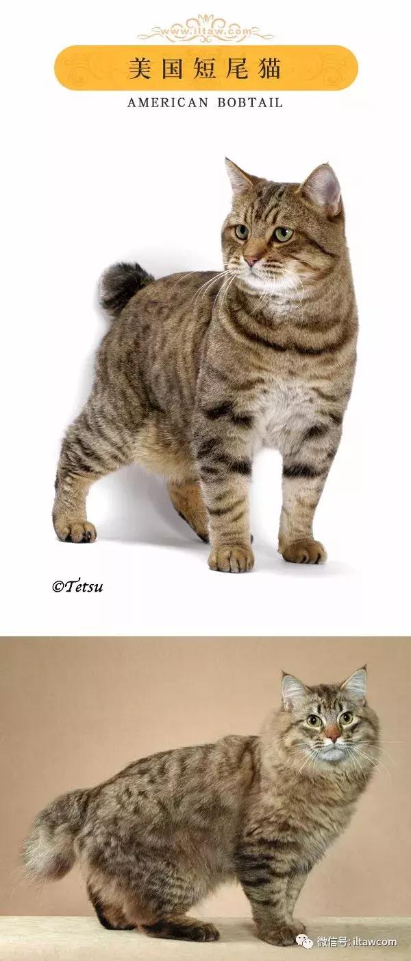 搜猫咪各种图片,世界猫咪图录