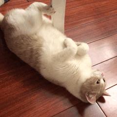 猫咪眼里的世界到底是怎样的,猫咪眼中的世界是什么样子