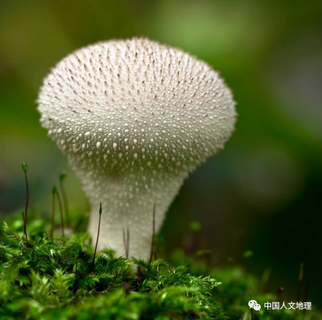 摄影彩色蘑菇,摄影师拍摄迷你蘑菇