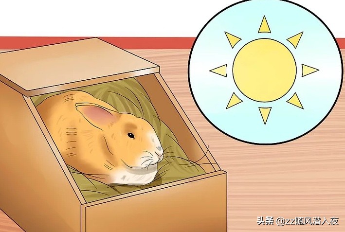 怎么照顾怀孕的兔子,如何照顾怀孕的兔子