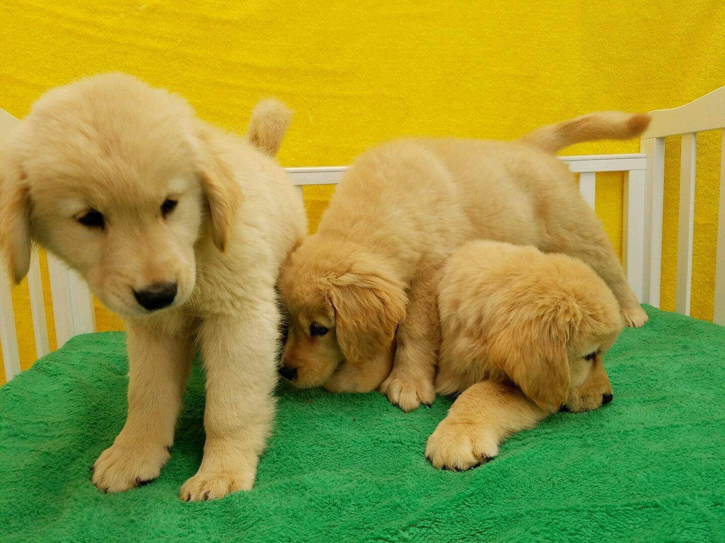 狗狗拉肚子怎么办解决办法在这里,宠物狗拉肚子拉稀的处理方法