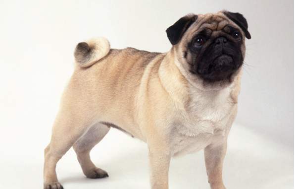 建议新手养的10种便宜狗狗不掉毛,十大适合家养的不掉毛狗狗有哪些