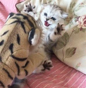 猫咪生气怎么讨好它,猫咪生气了会有什么表现