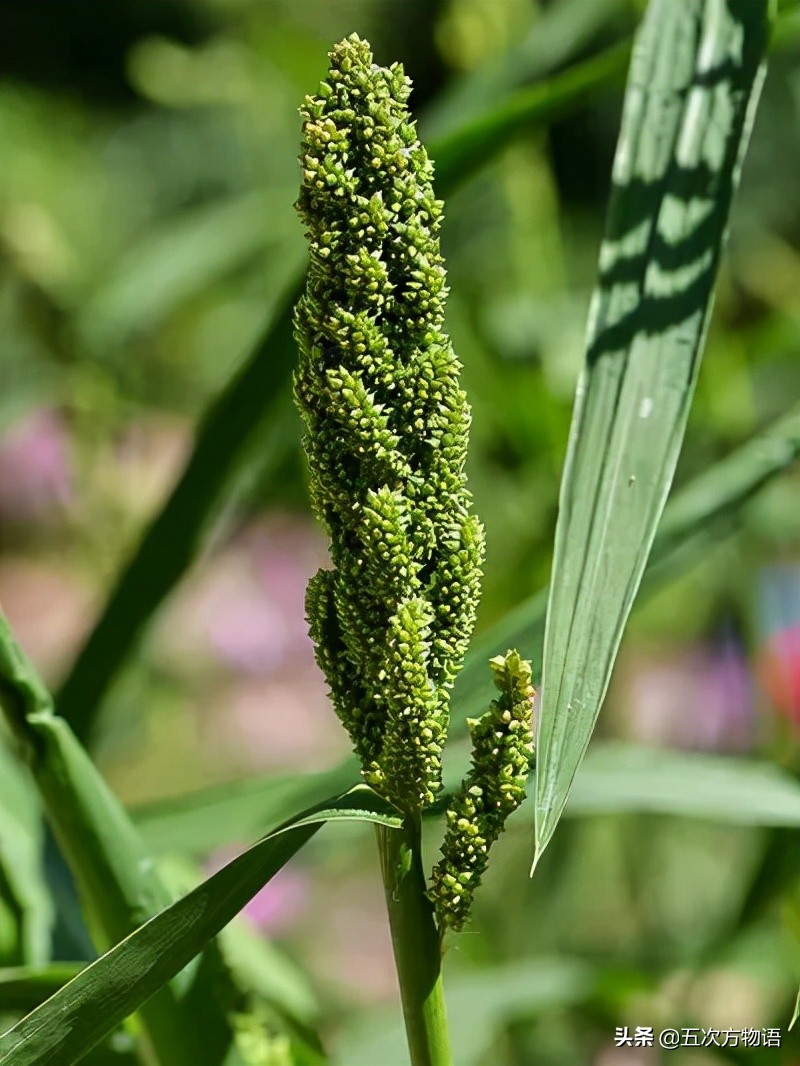 很多粮食作物原产南美洲,中国第一大粮食作物