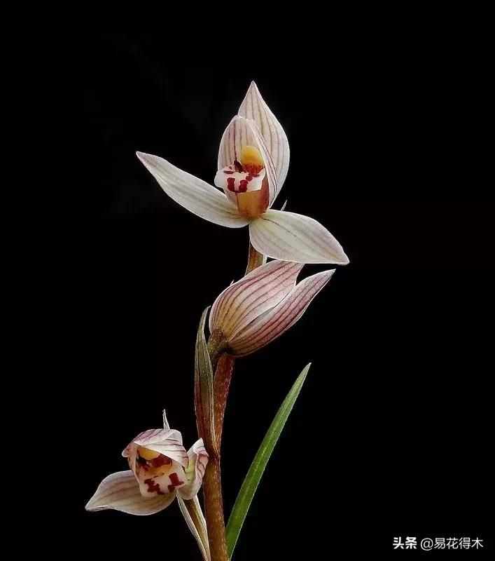 兰花春兰四大名品,兰花十大名品是哪些