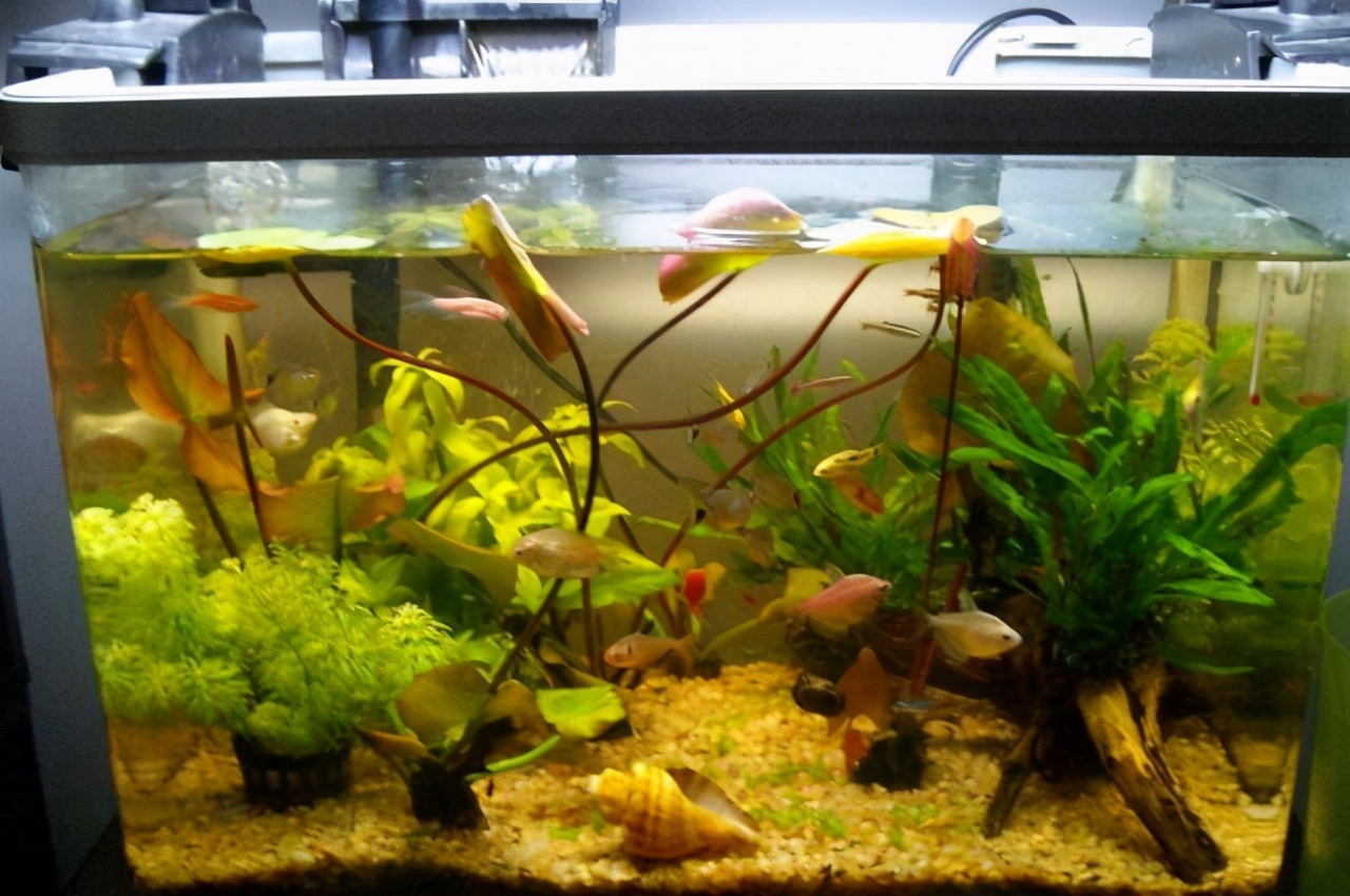 鱼缸水黄褐色,金鱼缸水黄怎么回事