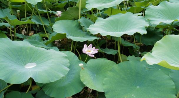 如何预防或减少药物副作用,免疫治疗药物副作用