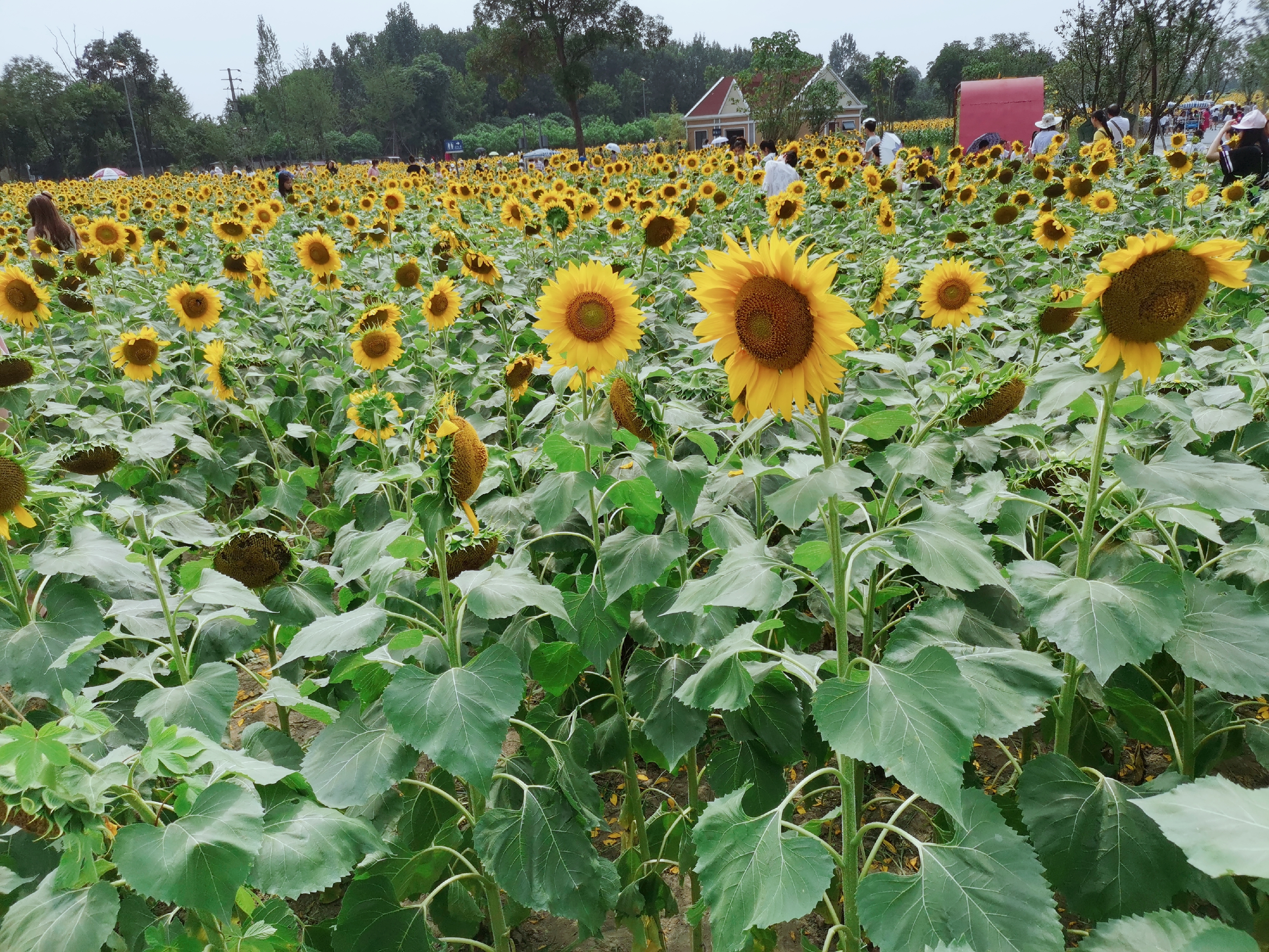 向日葵花海成都8月,成都向日葵花海几月有花