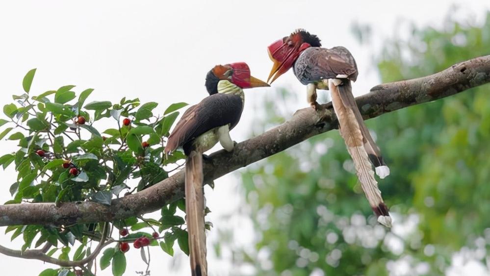 头骨最值钱鸟,头骨很珍贵的鸟