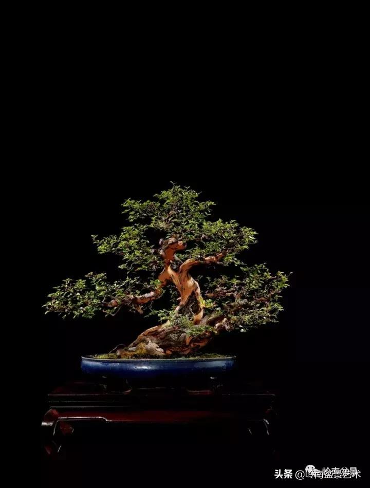 最美的100盆雀梅盆景,雀梅盆景第一年修剪视频