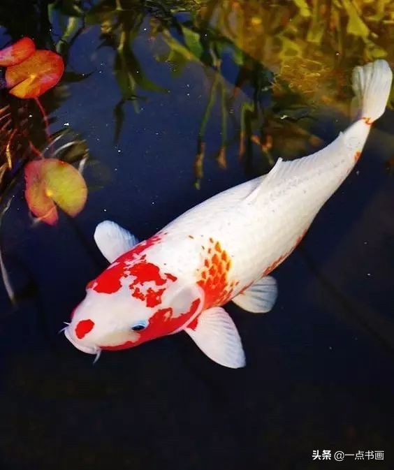 池中之仙，惊艳若此——锦鲤