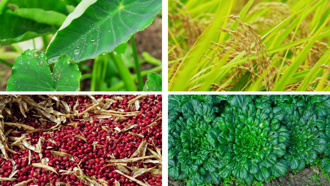 日系小森林电影,日本电影小森林唯美片段