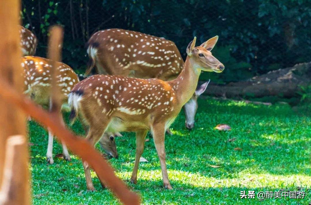 广州长隆野生动物世界参观指南,带你去看广州长隆野生动物世界