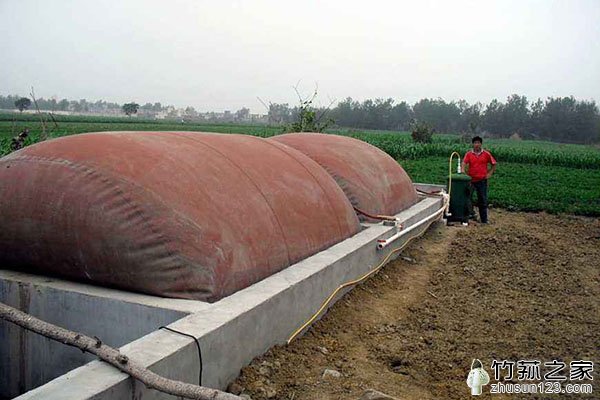 冬笋在大棚里的种植方法,竹荪种植的正确采摘方法