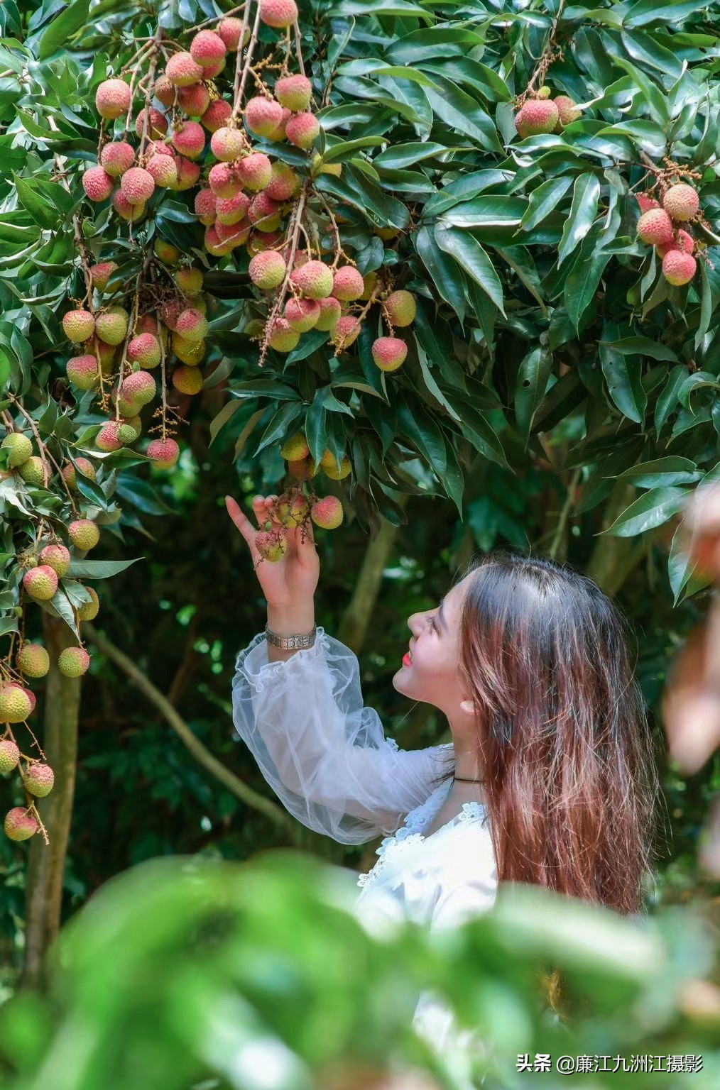 湛江市廉江荔枝节开幕式视频,廉江荔枝文化节