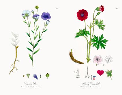 精油为什么不适合自己,精油为什么对情绪有帮助