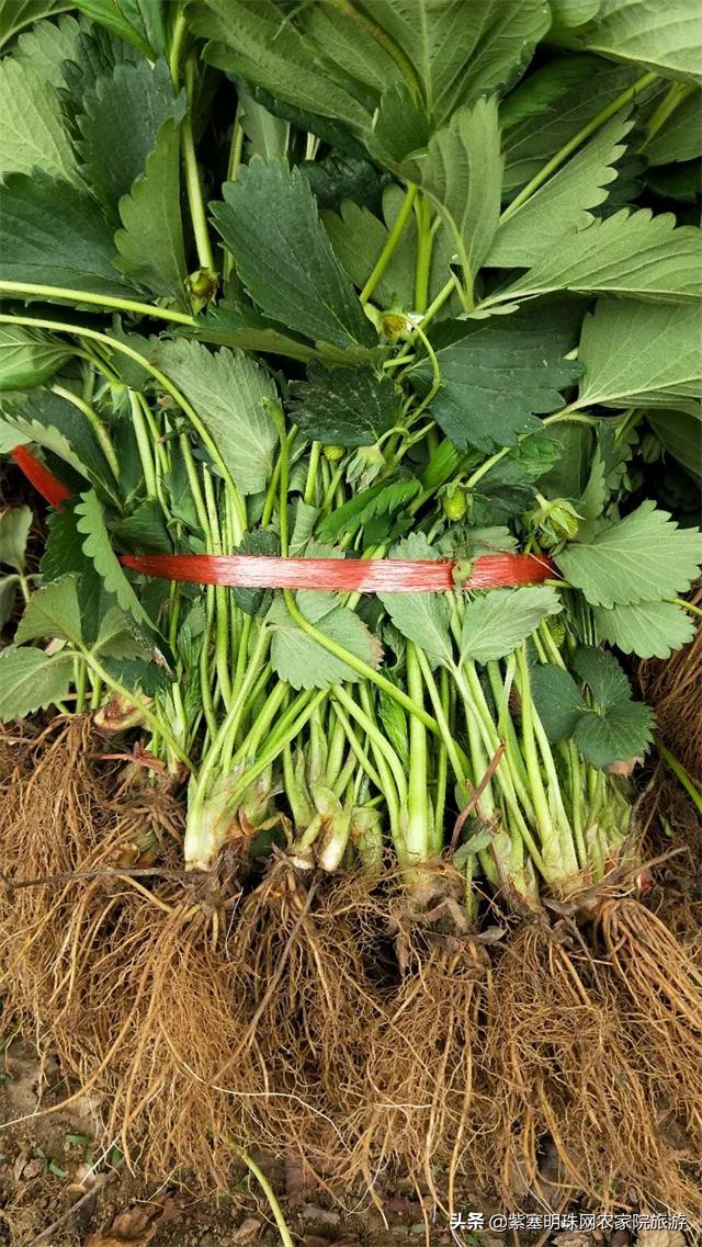 平度苗木基地桃树苗,山东日照苗木种植基地桃树苗