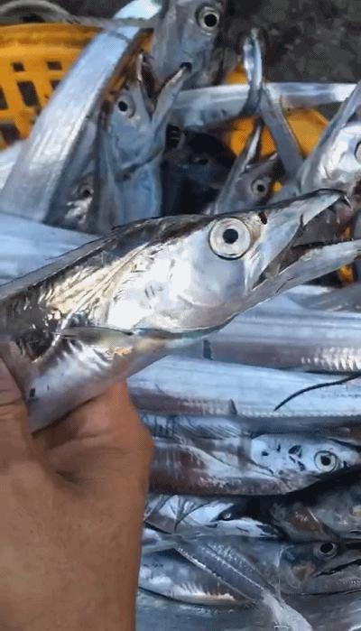 挑选带鱼的时候最好选择黄眼带鱼,选带鱼要选黄眼睛还是小眼睛