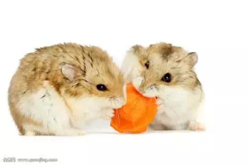 三年级上册第9单元的作文,喜欢的小动物三年级300多字作文