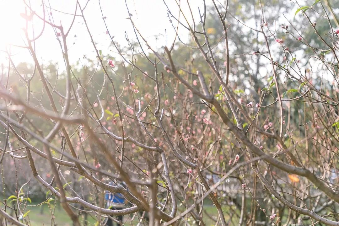 2021深圳免费适合遛娃玩地方排名,深圳免费游玩景点推荐