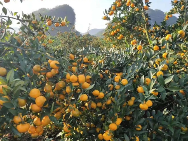 南丰蜜桔的破皮病的预防,南丰蜜桔现在打什么农药