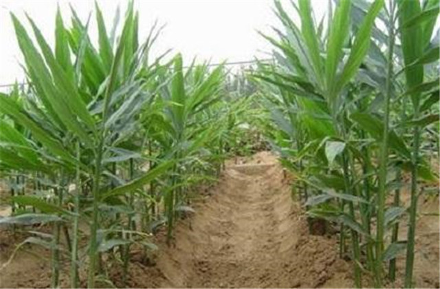 姜芽的种植培育技术,姜芽的正确栽培方法