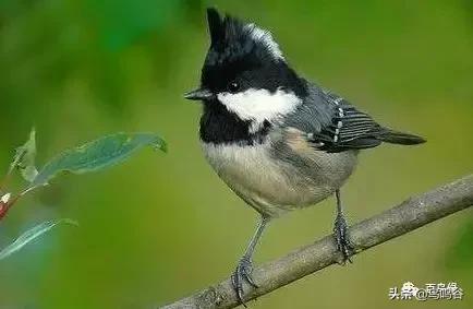 养贝灵顿心得,养贝灵顿的真实感受