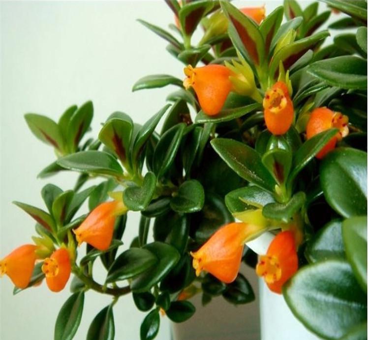 金鱼吊兰为什么叫金鱼吊兰呢,红金鱼吊兰和黄金鱼吊兰的区别