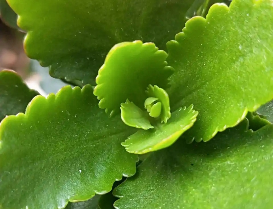 长寿花落蕾处理方法视频,长寿花打花苞