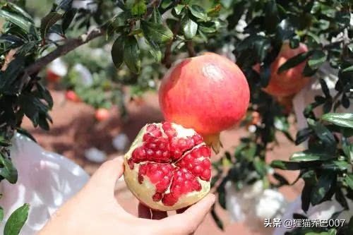 无籽石榴好吃不好吃,无籽石榴的功效与作用