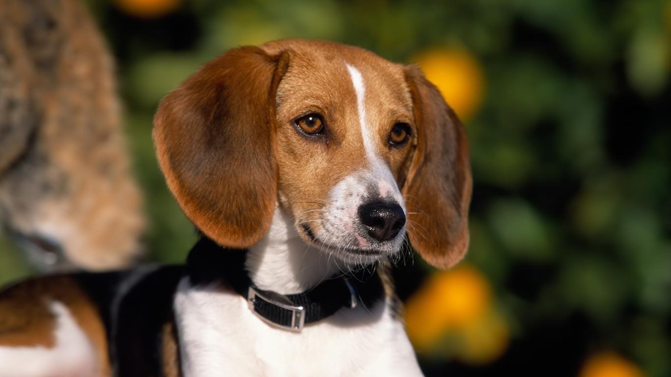 最聪明的十大狗狗品种介绍,史上最全的狗狗品种记得收藏