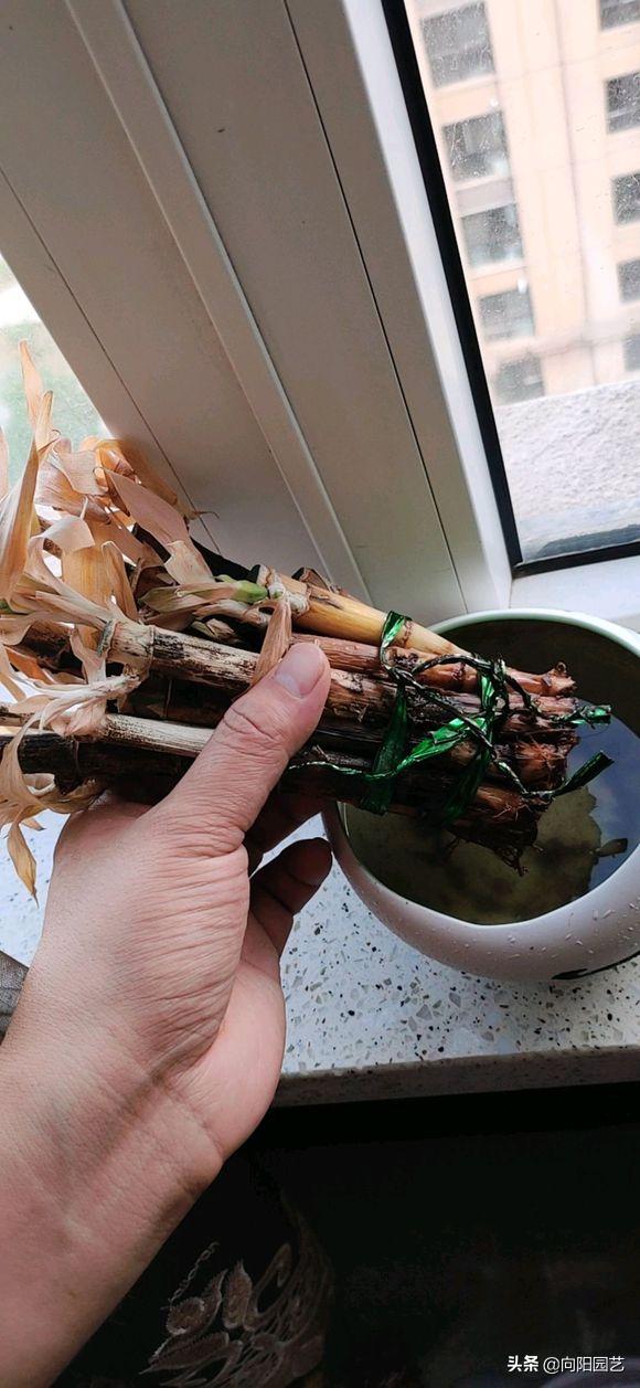 富贵竹叶子发黄，水体发臭，学学养护小技巧，冬天也能呼呼长