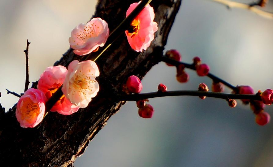 古诗红梅赞,赞美红梅傲雪凌霜气质的诗句
