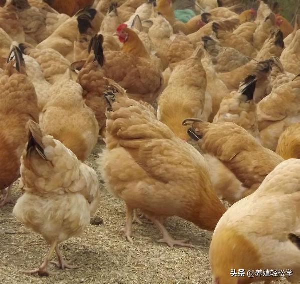 鸡感染霉菌有什么后果,鸡绦虫感染有什么症状