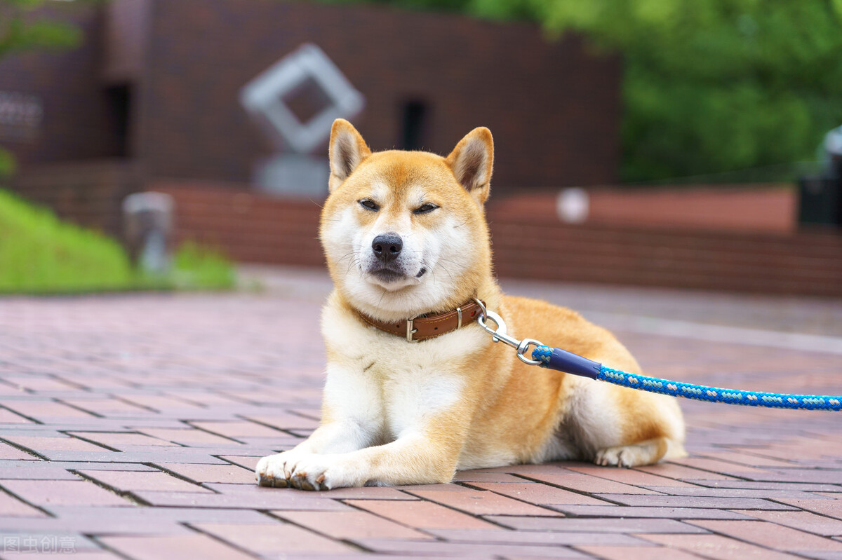 为什么不能养日本柴犬呢,柴犬有什么优点怎么那么呆萌可爱