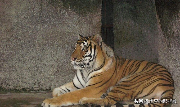 银背大猩猩和袋鼠拳击谁更厉害,银背大猩猩打架袋鼠vs老虎