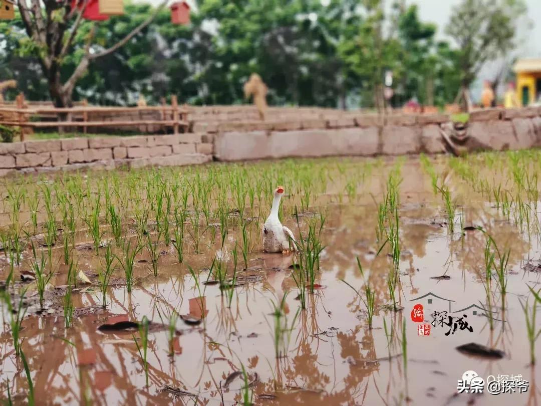 适合遛娃的地方重庆绿色星球,重庆150米神秘花园