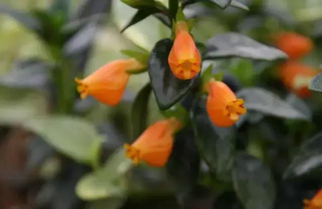 小金鱼吊兰怎么往下长,金鱼吊兰小金鱼