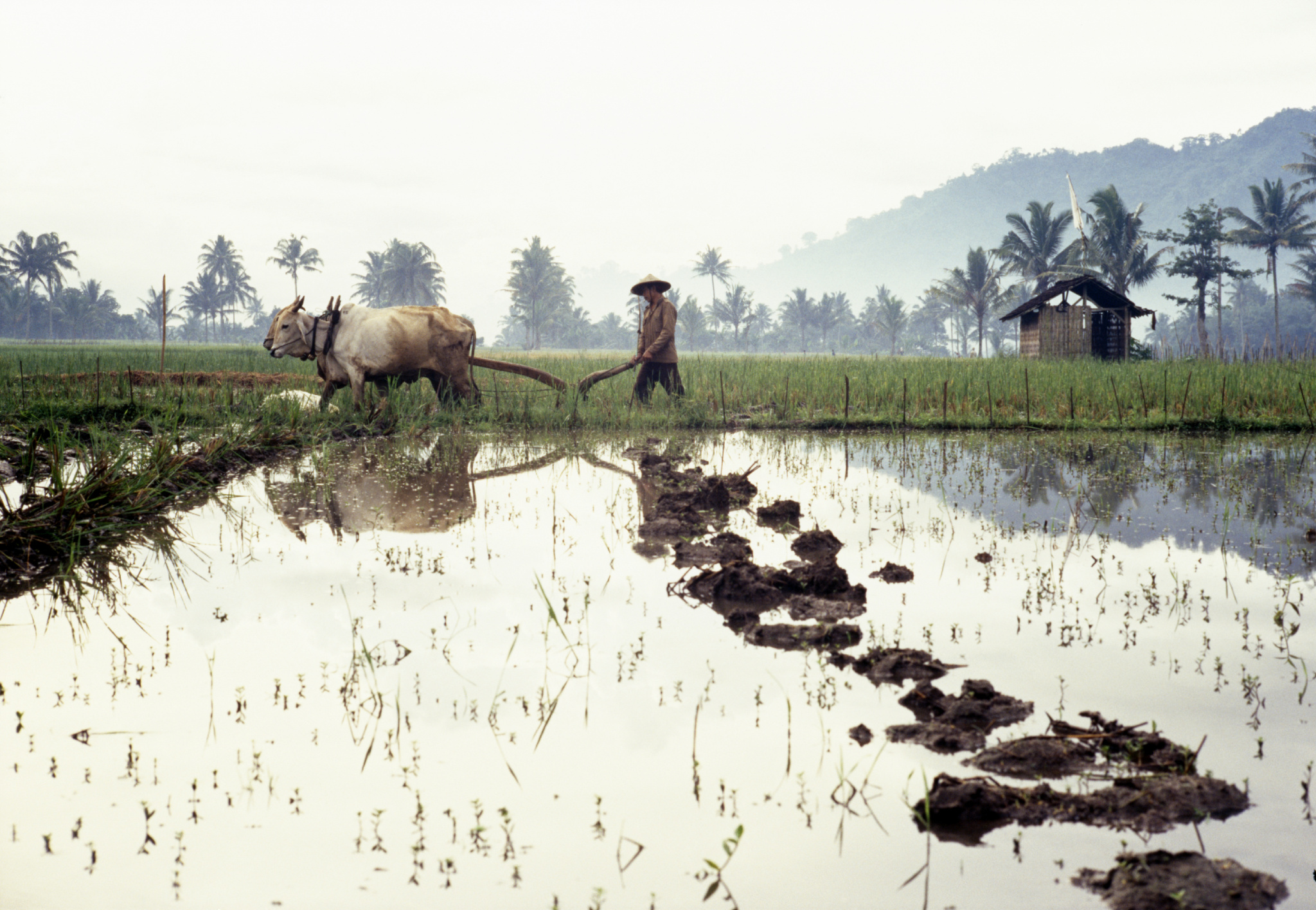 2022年立春打春禁忌,今日立春打一动物