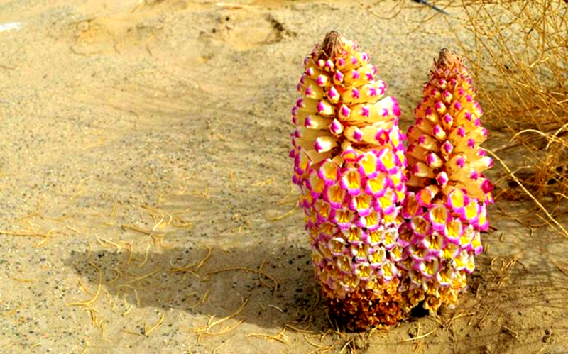 肉苁蓉适宜肾阳虚还是肾阴虚,肉苁蓉适合阳虚还是阴虚的人服用