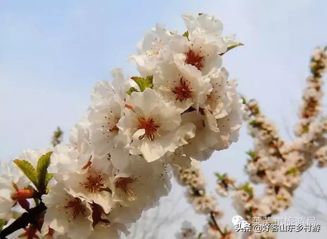 济南春季赏花自驾,济南踏青赏花新模式