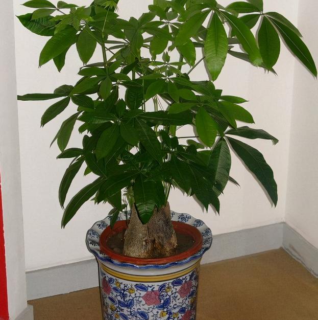 这5种花晒不死太阳越大开花越多,常见3种花天热休眠