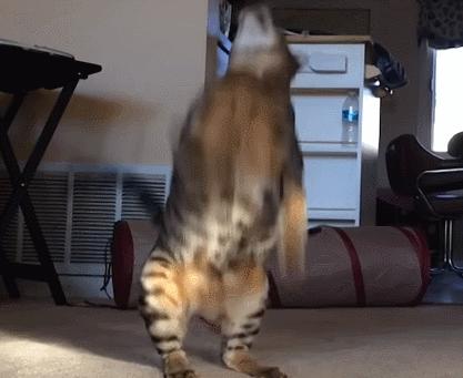 猫咪到底能跳多高,猫咪能跳多高