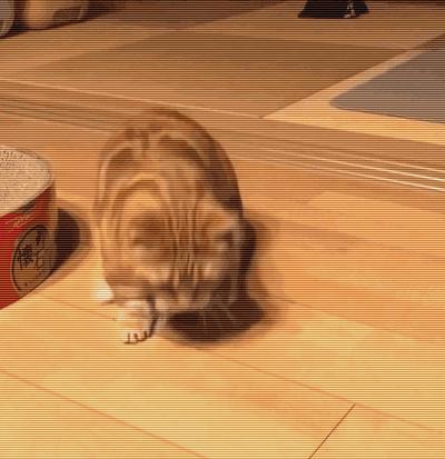 辟谣猫咪的六个谣言,辟谣猫咪并非黑夜都能看得清