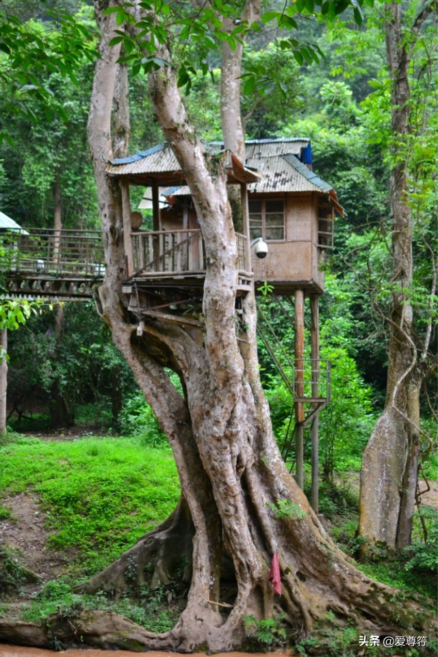 美丽的西双版纳简介,美丽的西双版纳却留不住